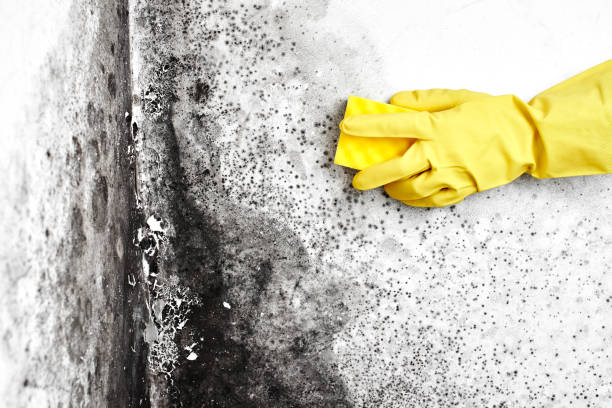 Best Comprehensive Air Testing for Mold Contaminants  in Longbranch, WA